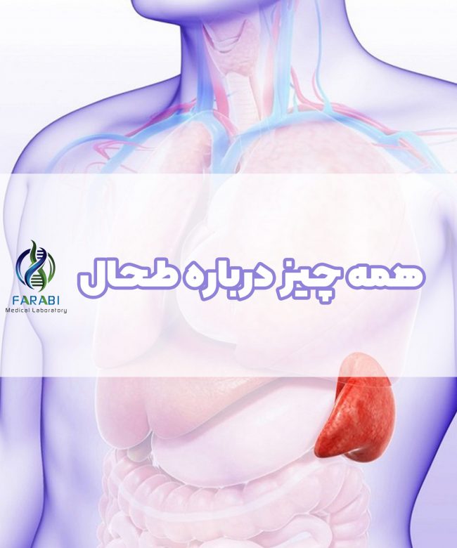 بنر طحال